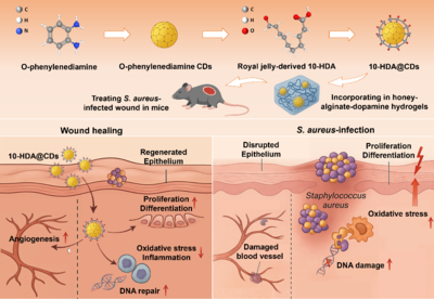 蜂源納米水凝膠 中國(guó)農(nóng)科院蜜蜂研究所助力傷口修復(fù)技術(shù)革新
